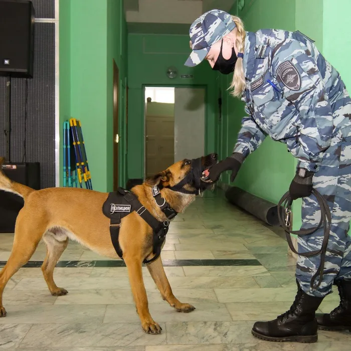 День кинолога